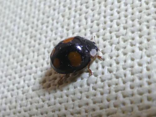 Harmonia axyridis